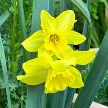 Load image into Gallery viewer, Miniature Daffodil &#39;Pipit&#39; 4 Bulbs - Hollyhock Hill
