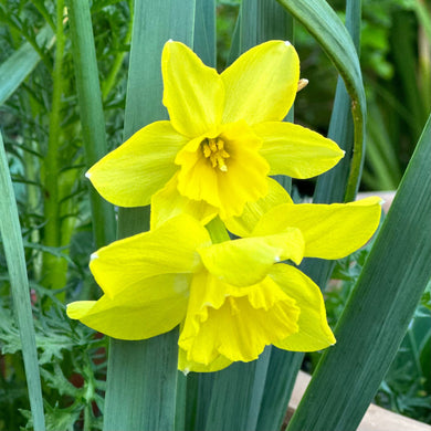 Miniature Daffodil 'Pipit' 4 Bulbs - Hollyhock Hill