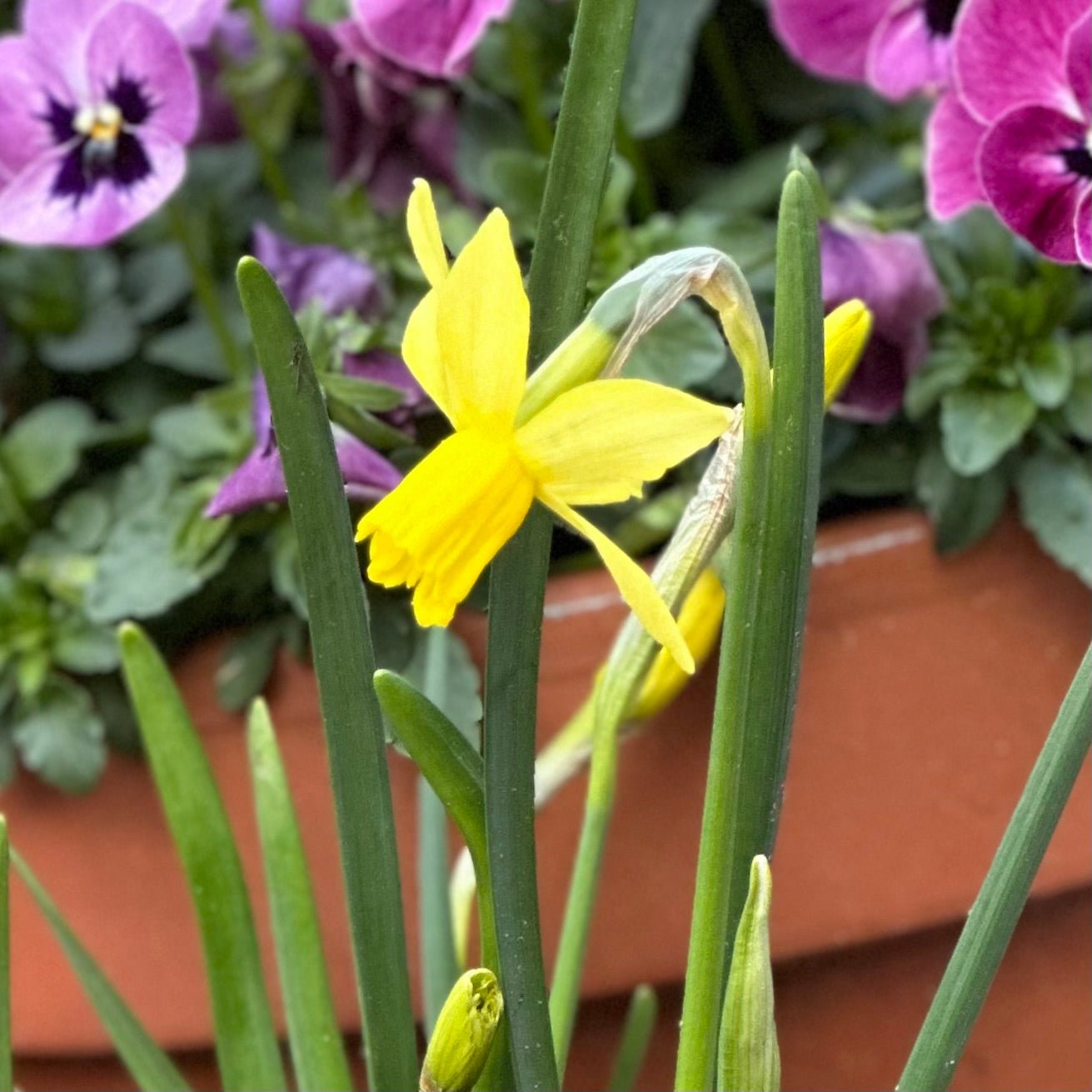Miniature Daffodil 'Yellow Sailboat' 4 Bulbs - Hollyhock Hill