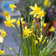 Load image into Gallery viewer, Miniature Daffodil &#39;Yellow Sailboat&#39; 4 Bulbs - Hollyhock Hill
