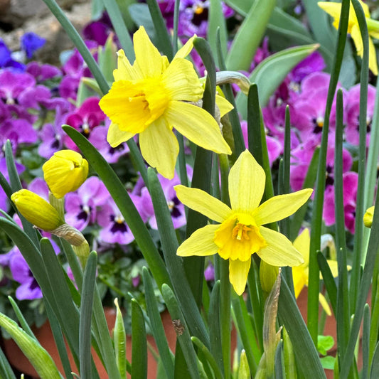 Miniature Daffodil 'Yellow Sailboat' 4 Bulbs - Hollyhock Hill