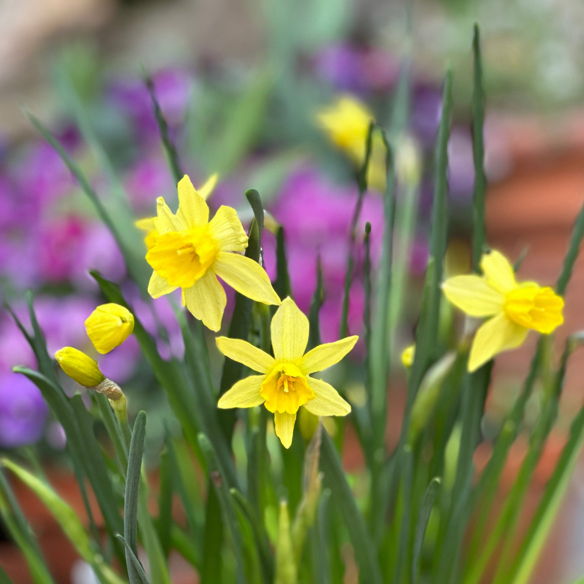 Miniature Daffodil 'Yellow Sailboat' 4 Bulbs - Hollyhock Hill