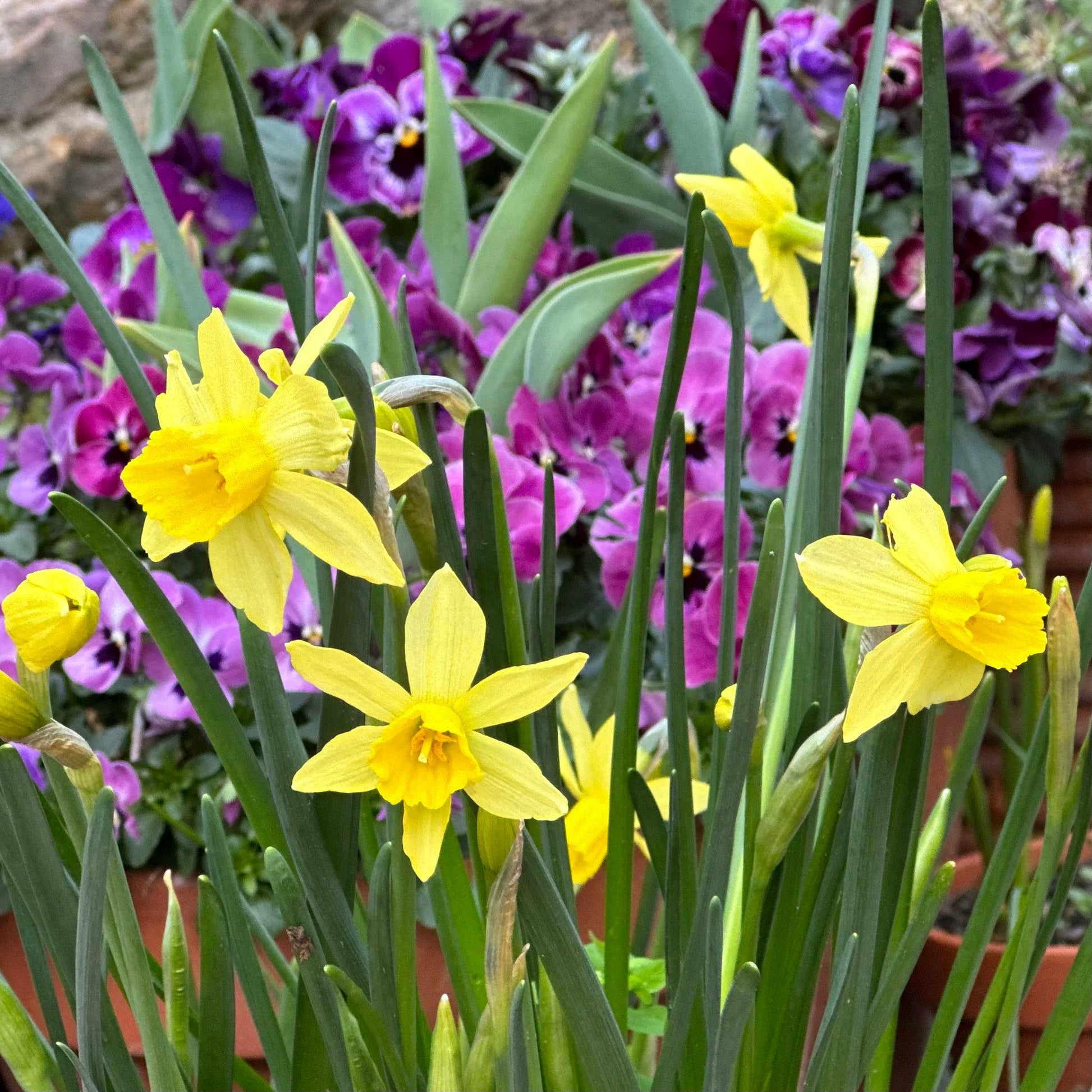 Miniature Daffodil 'Yellow Sailboat' 4 Bulbs - Hollyhock Hill
