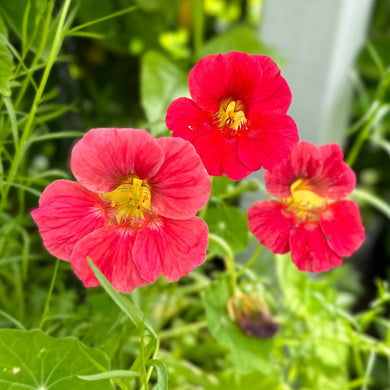 Nasturtium Double Jewel 'Cherry Rose’ Seeds - Hollyhock Hill