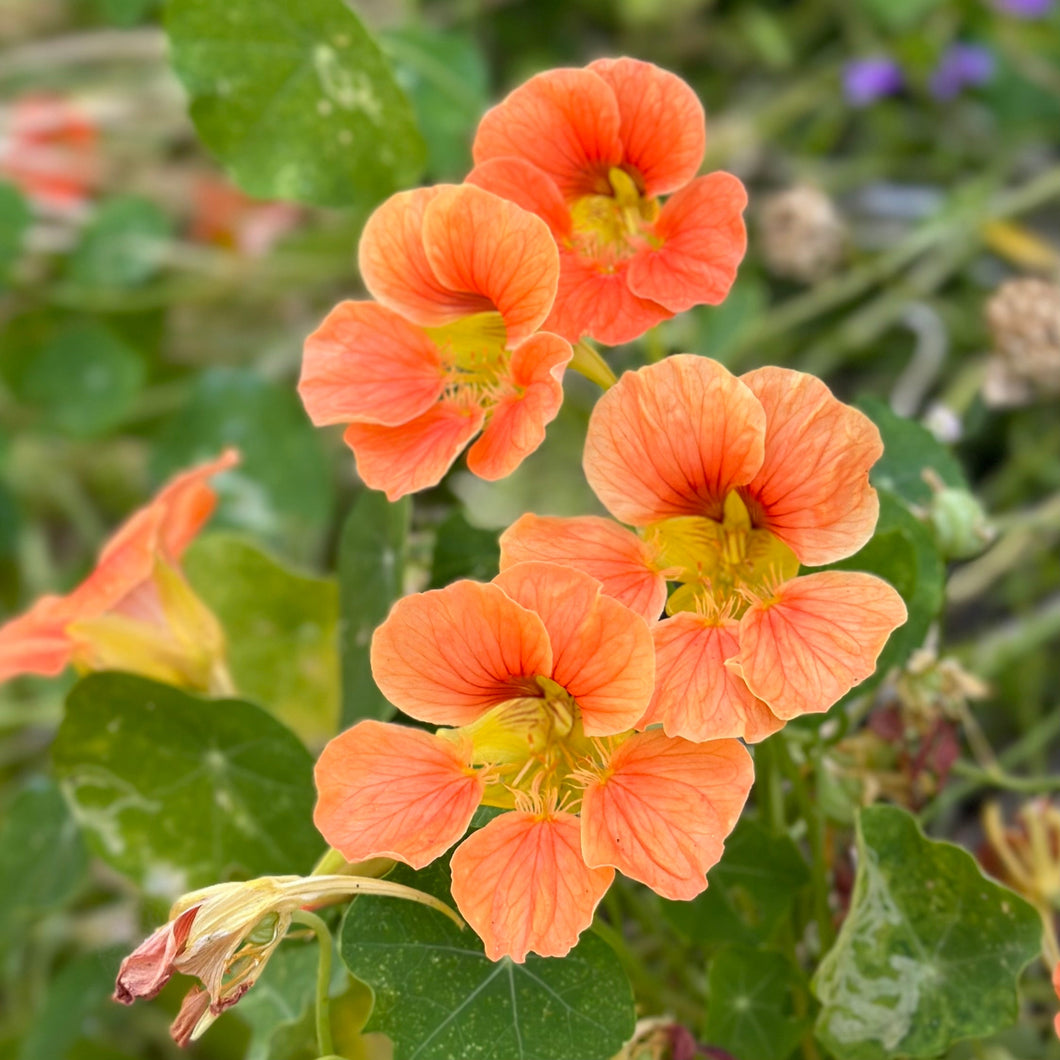 Nasturtium Double Jewel 'Salmon Baby' Seeds - Hollyhock Hill