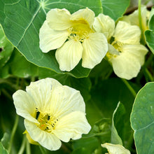Load image into Gallery viewer, Nasturtium ‘Milkmaid’ Seeds - Hollyhock Hill
