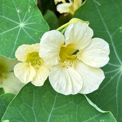 Nasturtium ‘Milkmaid’ Seeds - Hollyhock Hill