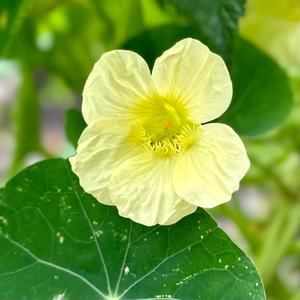Nasturtium ‘Milkmaid’ Seeds - Hollyhock Hill