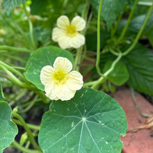 Load image into Gallery viewer, Nasturtium ‘Milkmaid’ Seeds - Hollyhock Hill
