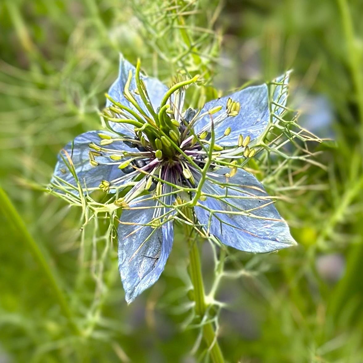 Nigella 'Miss Jekyll Light Blue' Seeds - Hollyhock Hill
