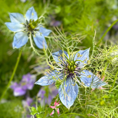 Nigella 'Miss Jekyll Light Blue' Seeds - Hollyhock Hill