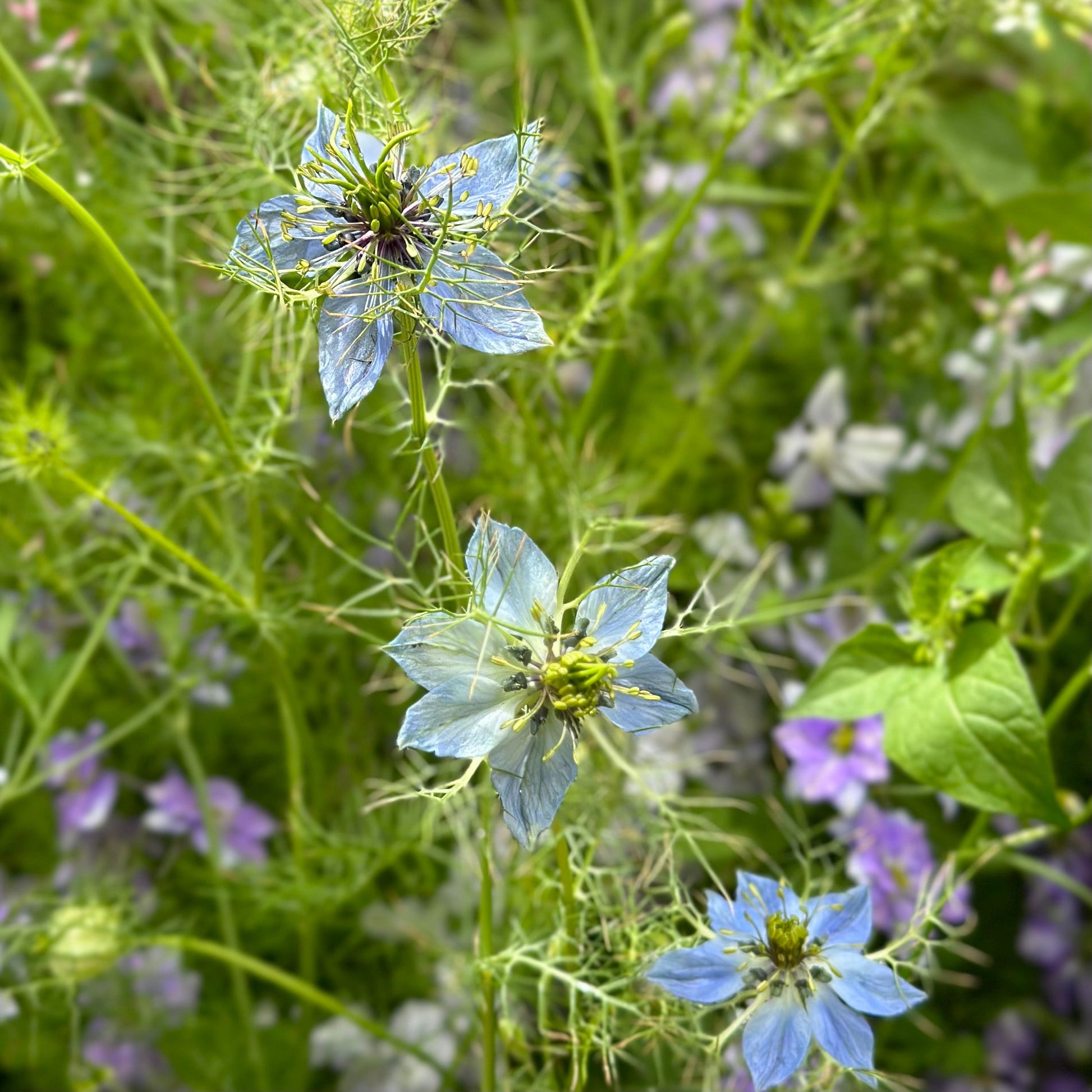 Nigella 'Miss Jekyll Light Blue' Seeds - Hollyhock Hill