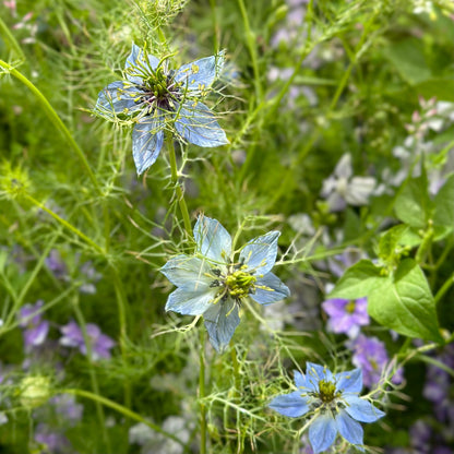 Nigella 'Miss Jekyll Light Blue' Seeds - Hollyhock Hill