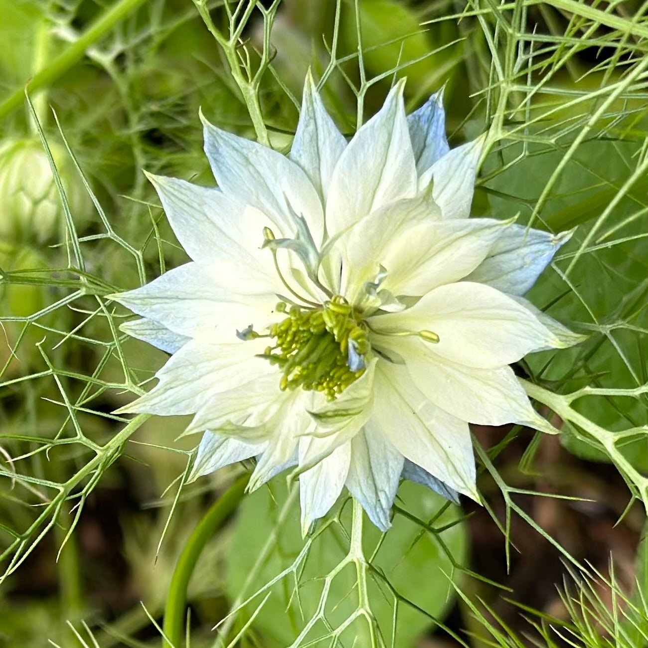 Nigella 'Miss Jekyll Light Blue' Seeds - Hollyhock Hill