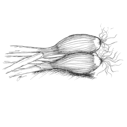 Onion 'Tropea Long Red' Seeds - Hollyhock Hill