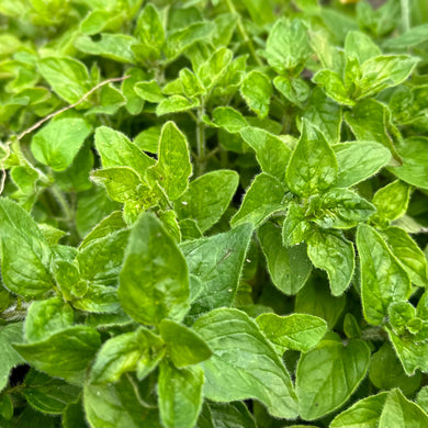 Oregano Italian Seeds - Hollyhock Hill