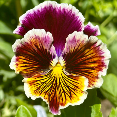 Pansy Rococo Frilled Mix Seeds - Hollyhock Hill