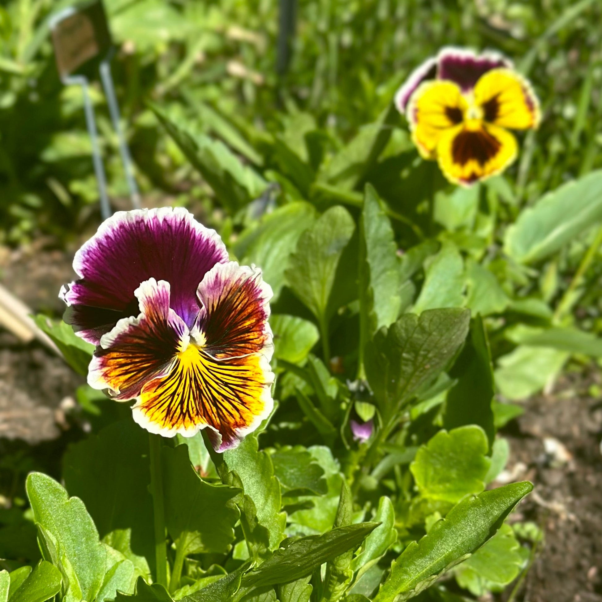 Pansy Rococo Frilled Mix Seeds - Hollyhock Hill