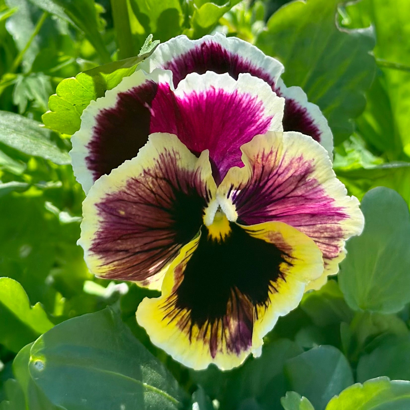 Pansy Rococo Frilled Mix Seeds - Hollyhock Hill