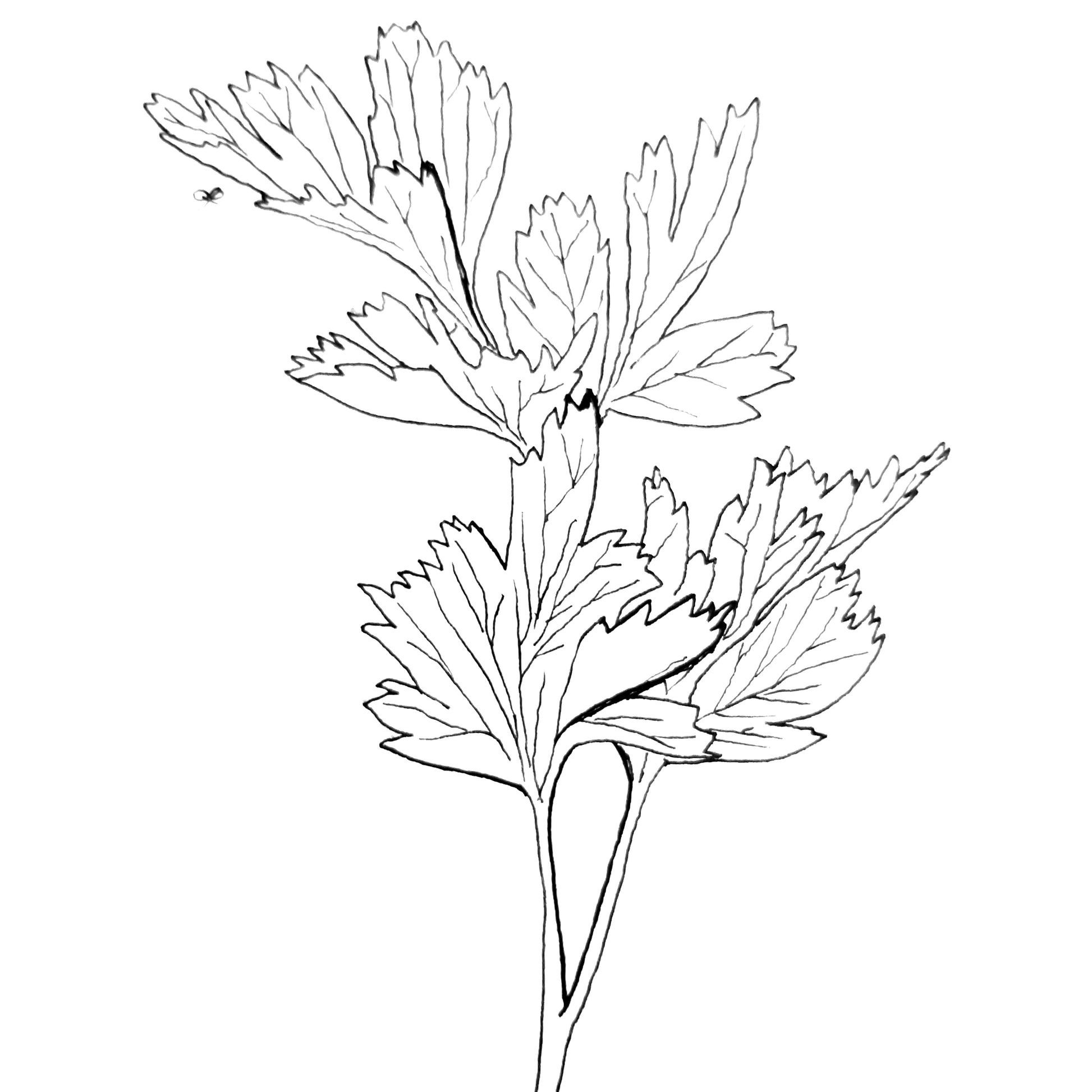 Parsley Italian Improved Seeds - Hollyhock Hill