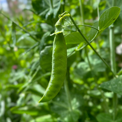 Pea 'Telephone' Seeds - Hollyhock Hill