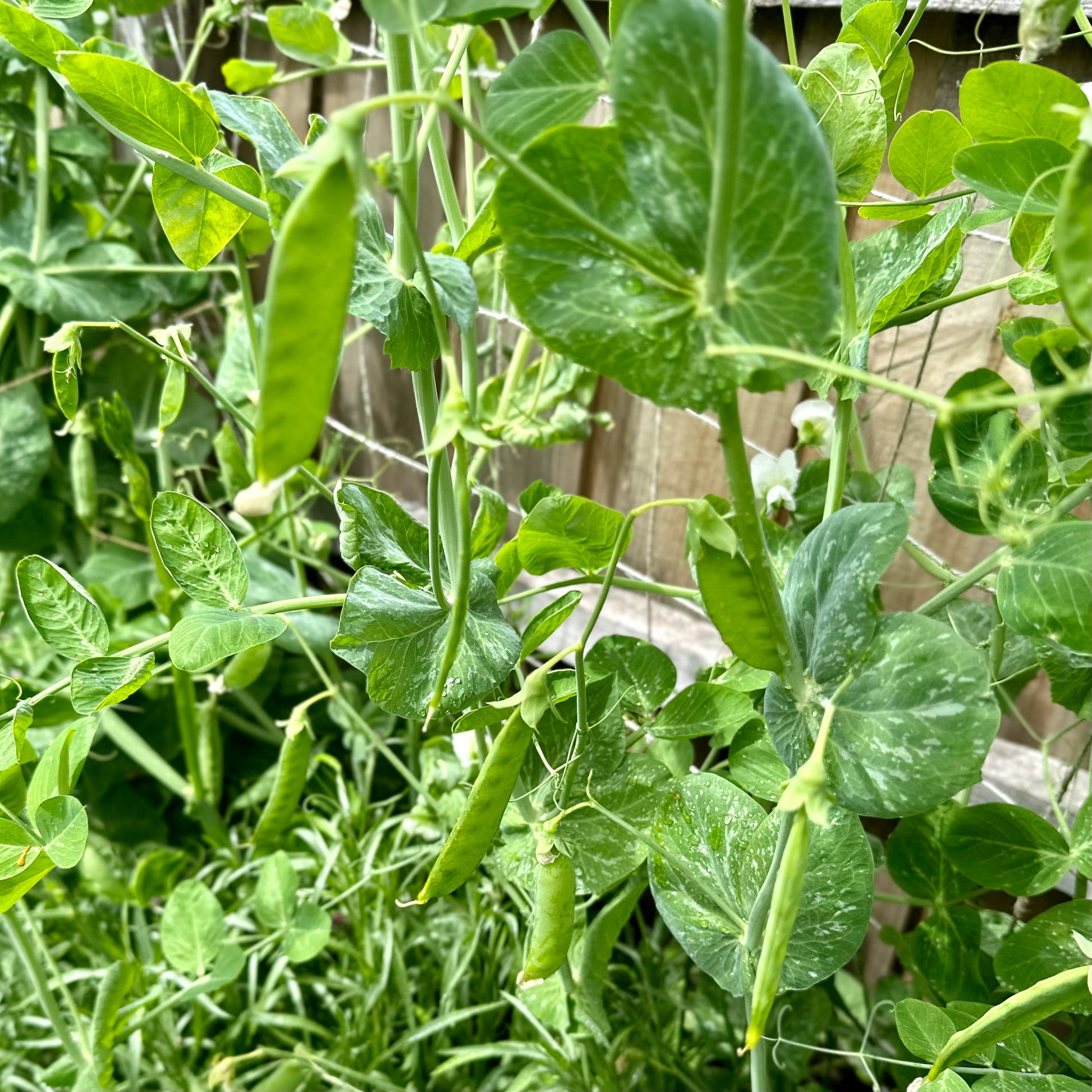 Pea 'Telephone' Seeds - Hollyhock Hill