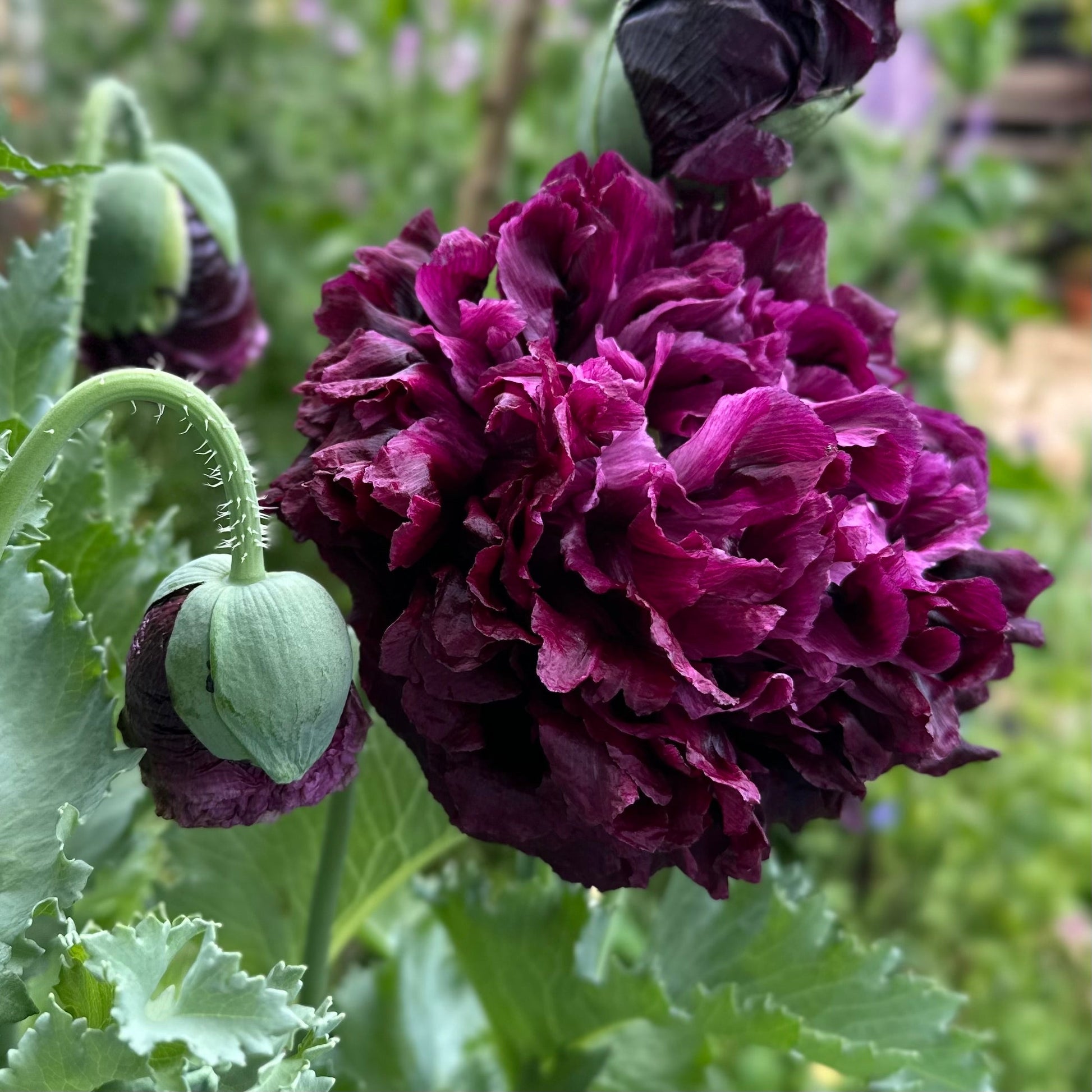 Peony Poppy Antique Mix Seeds - Hollyhock Hill