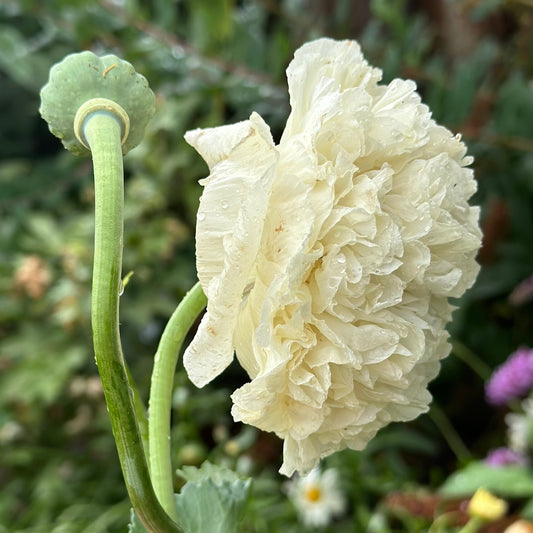 Peony Poppy Double Cream - Hollyhock Hill