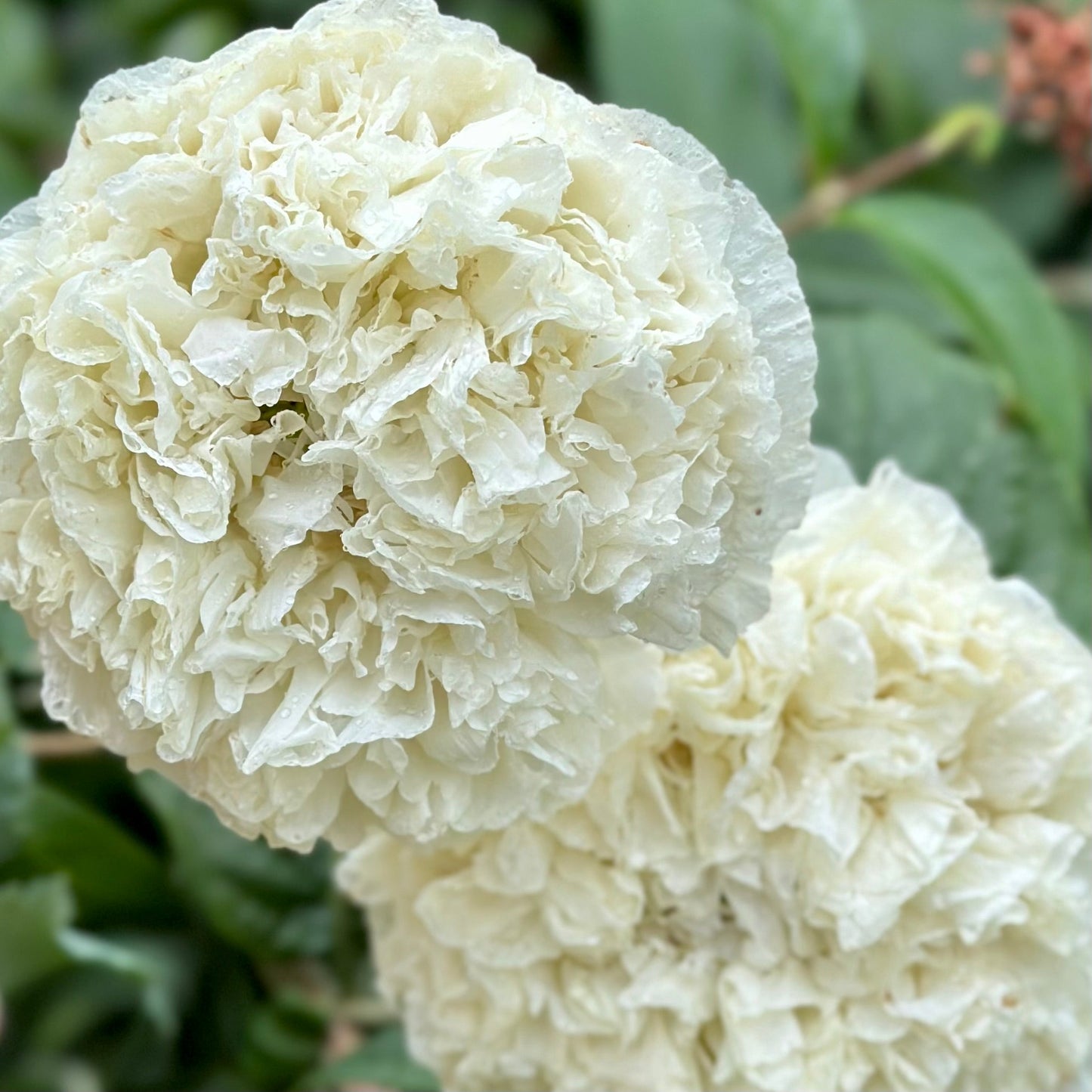Peony Poppy Double Cream - Hollyhock Hill