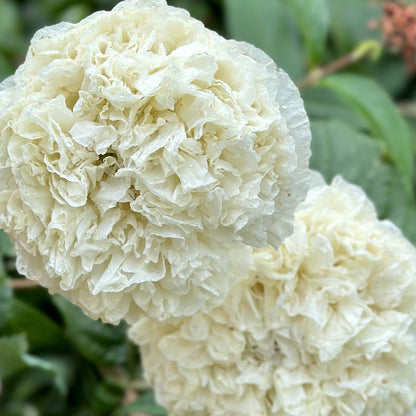 Peony Poppy Double Cream - Hollyhock Hill