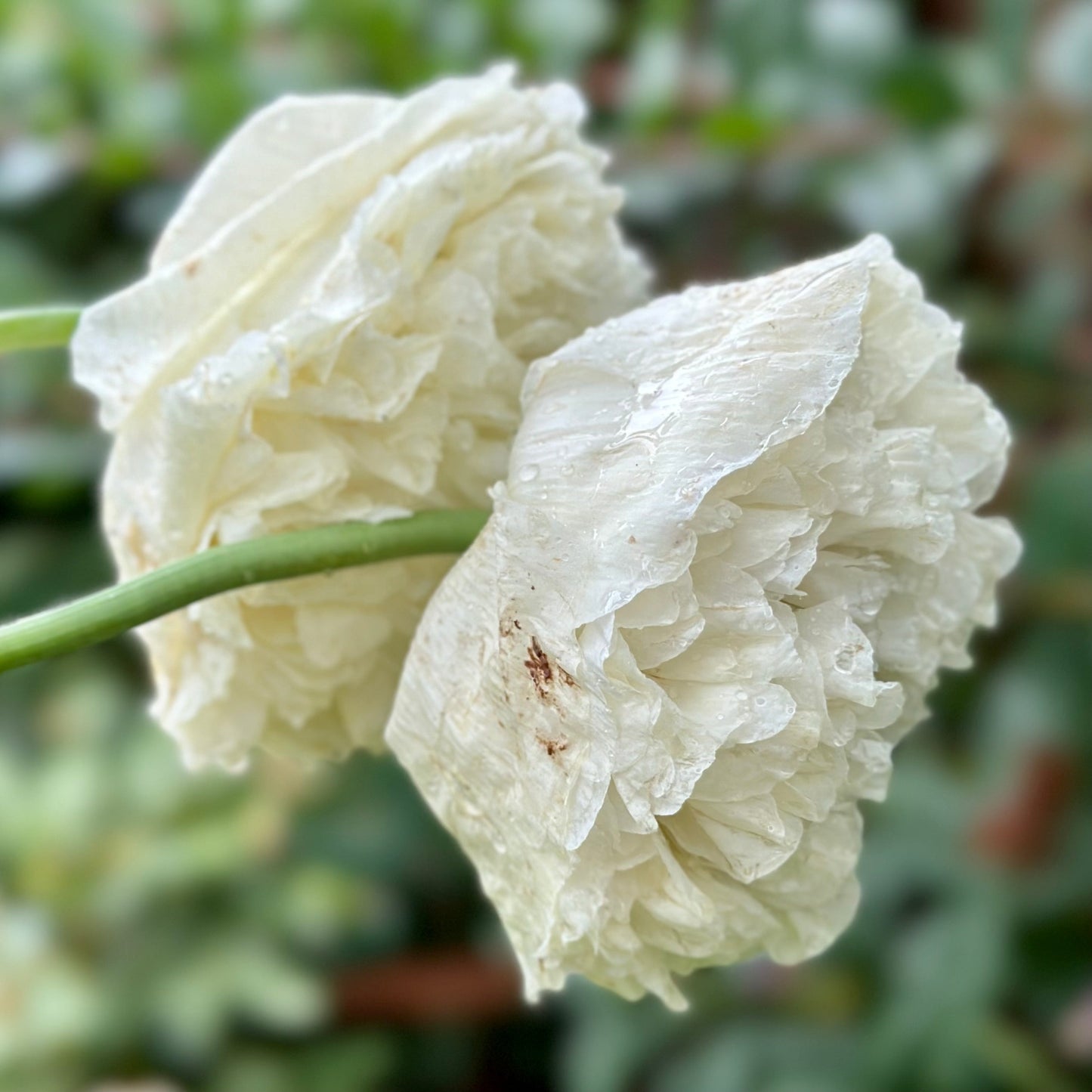 Peony Poppy Double Cream - Hollyhock Hill