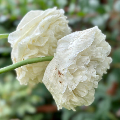 Peony Poppy Double Cream - Hollyhock Hill