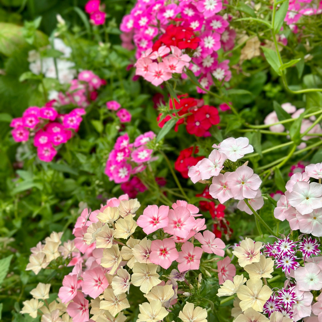 Phlox 'Beauty' Mixed Seeds - Hollyhock Hill