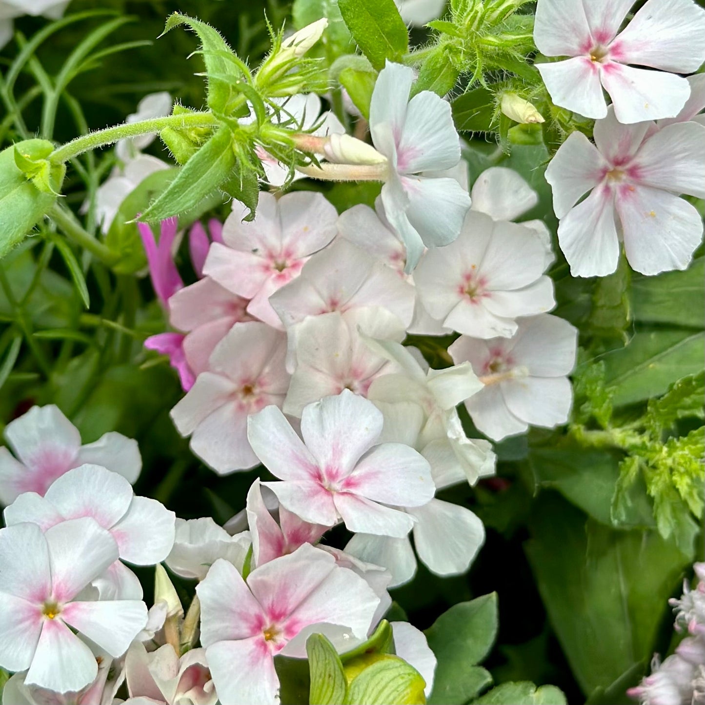 Phlox 'Blushing Bride' Seeds - Hollyhock Hill