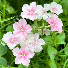 Load image into Gallery viewer, Phlox &#39;Blushing Bride&#39; Seeds - Hollyhock Hill
