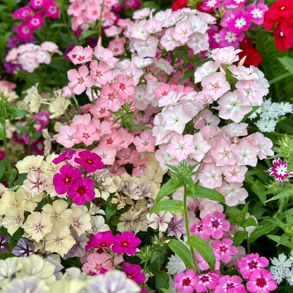 Phlox 'Cecily Mix' Seeds - Hollyhock Hill