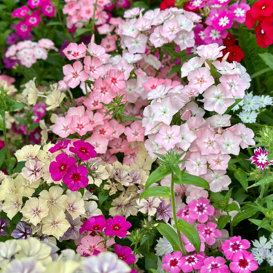 Phlox 'Cecily Mix' Seeds - Hollyhock Hill
