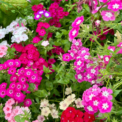 Phlox 'Cecily Mix' Seeds - Hollyhock Hill