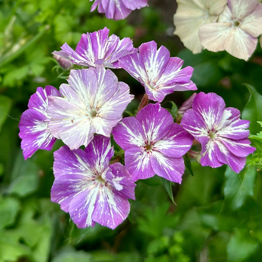 Phlox 'Sugar Stars' Seeds - Hollyhock Hill