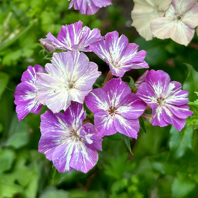 Phlox 'Sugar Stars' Seeds - Hollyhock Hill