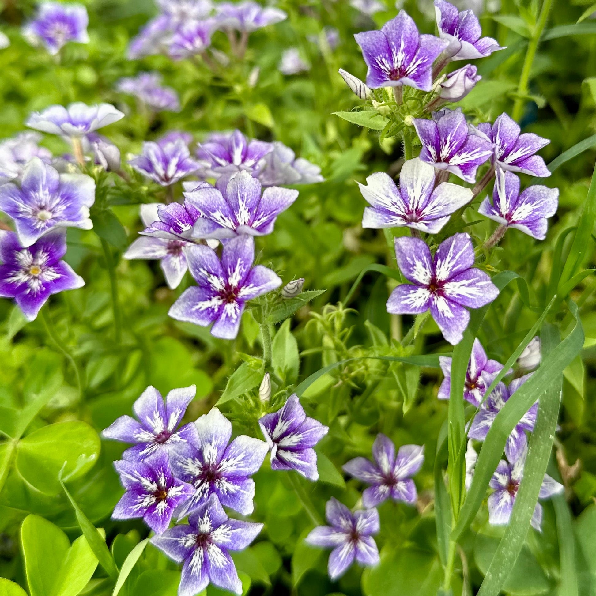 Phlox 'Sugar Stars' Seeds - Hollyhock Hill