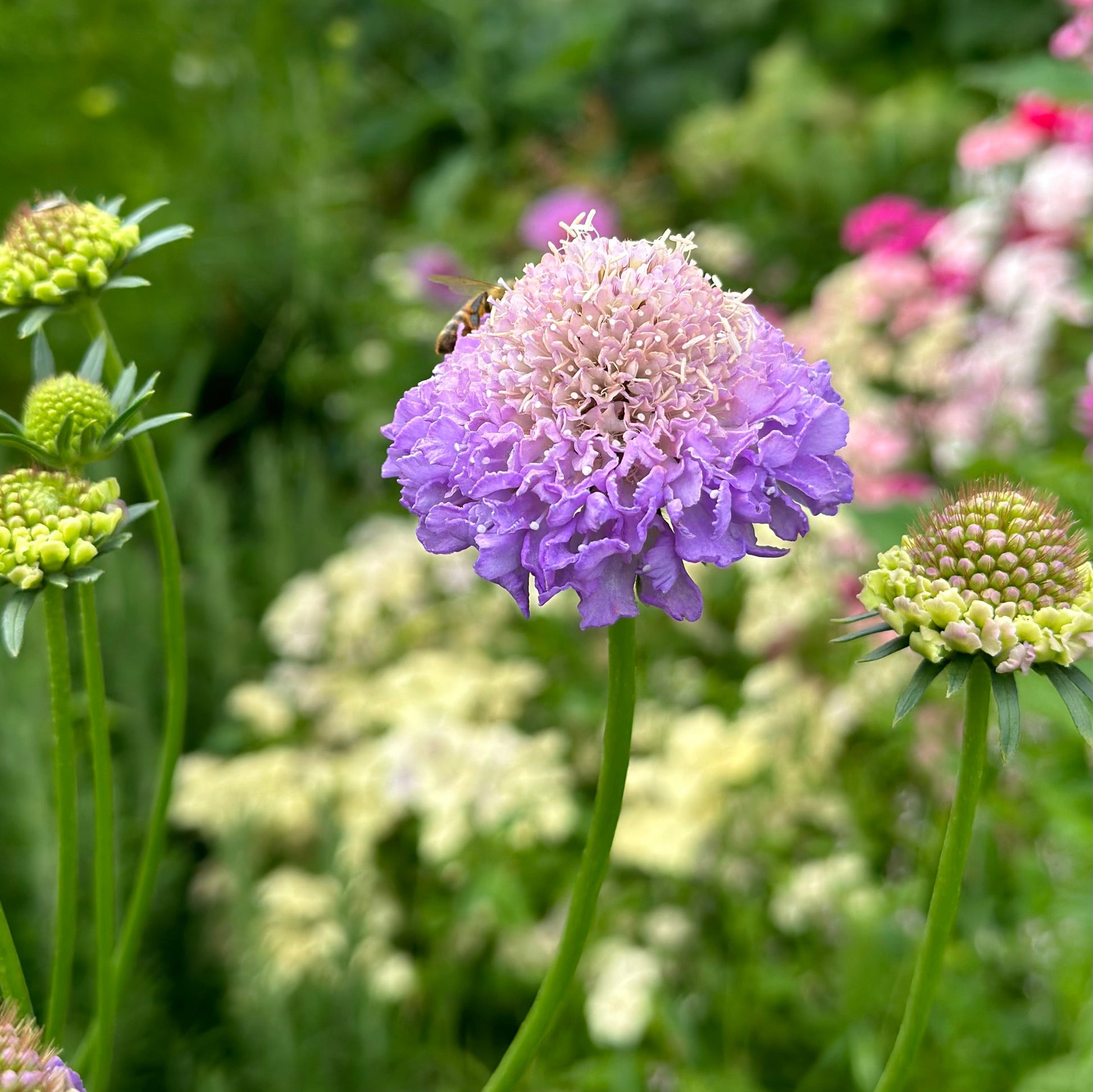 Pincushion Flower Tall Double 'Lavender Blue' Seeds - Hollyhock Hill