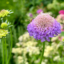 Load image into Gallery viewer, Pincushion Flower Tall Double &#39;Lavender Blue&#39; Seeds - Hollyhock Hill
