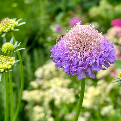 Pincushion Flower Tall Double 'Lavender Blue' Seeds - Hollyhock Hill