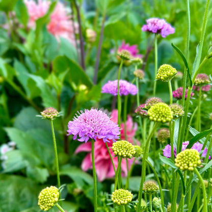 Pincushion Flower Tall Double 'Pastel Mix' Seeds - Hollyhock Hill