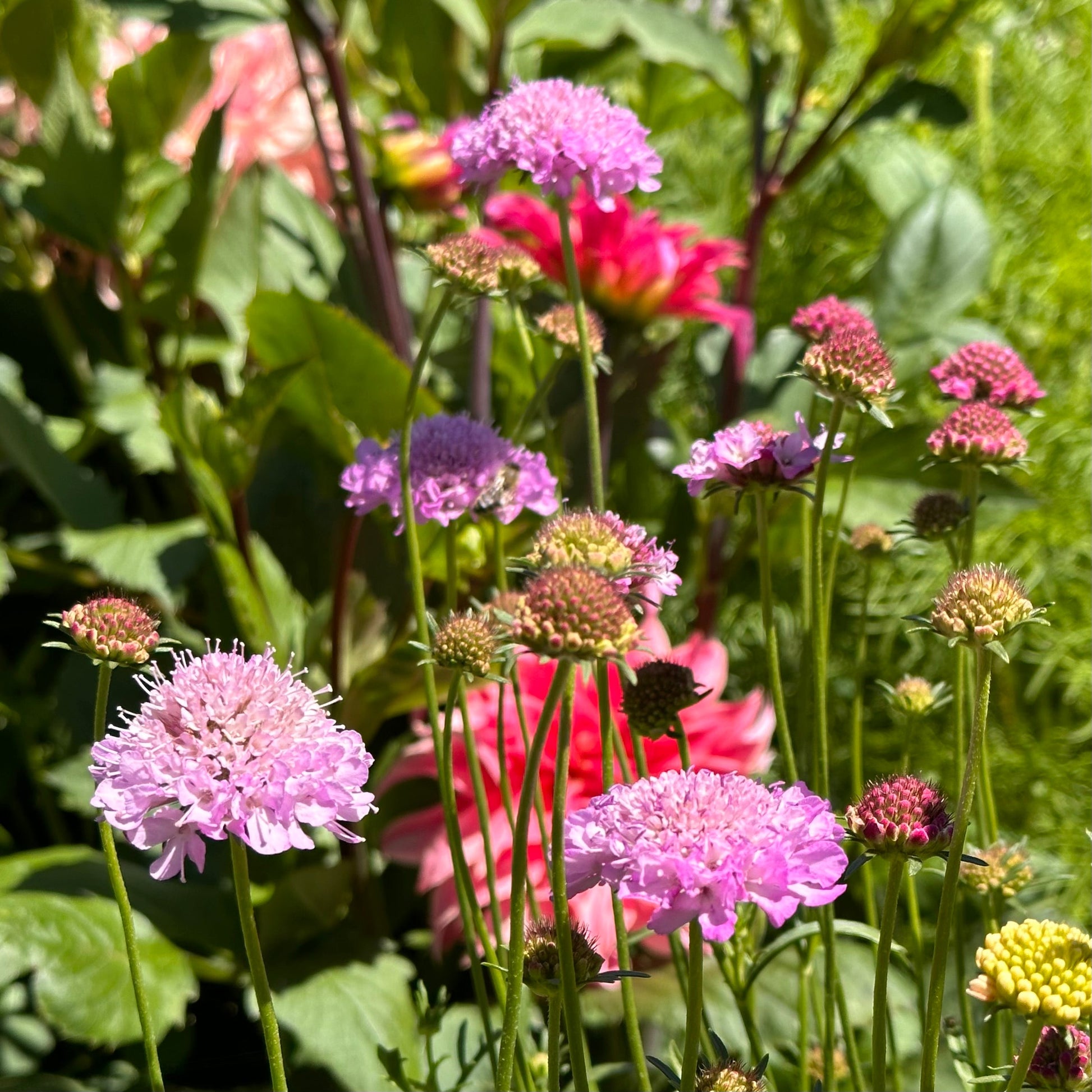 Pincushion Flower Tall Double 'Pastel Mix' Seeds - Hollyhock Hill