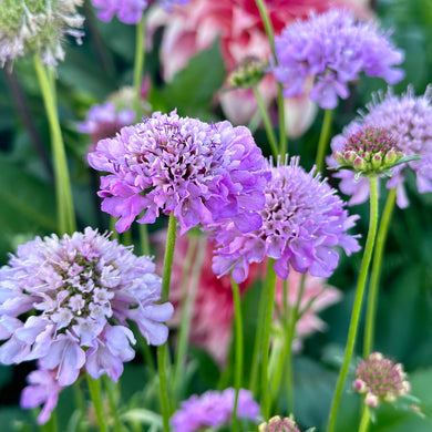 Pincushion Flower Tall Double 'Pastel Mix' Seeds - Hollyhock Hill
