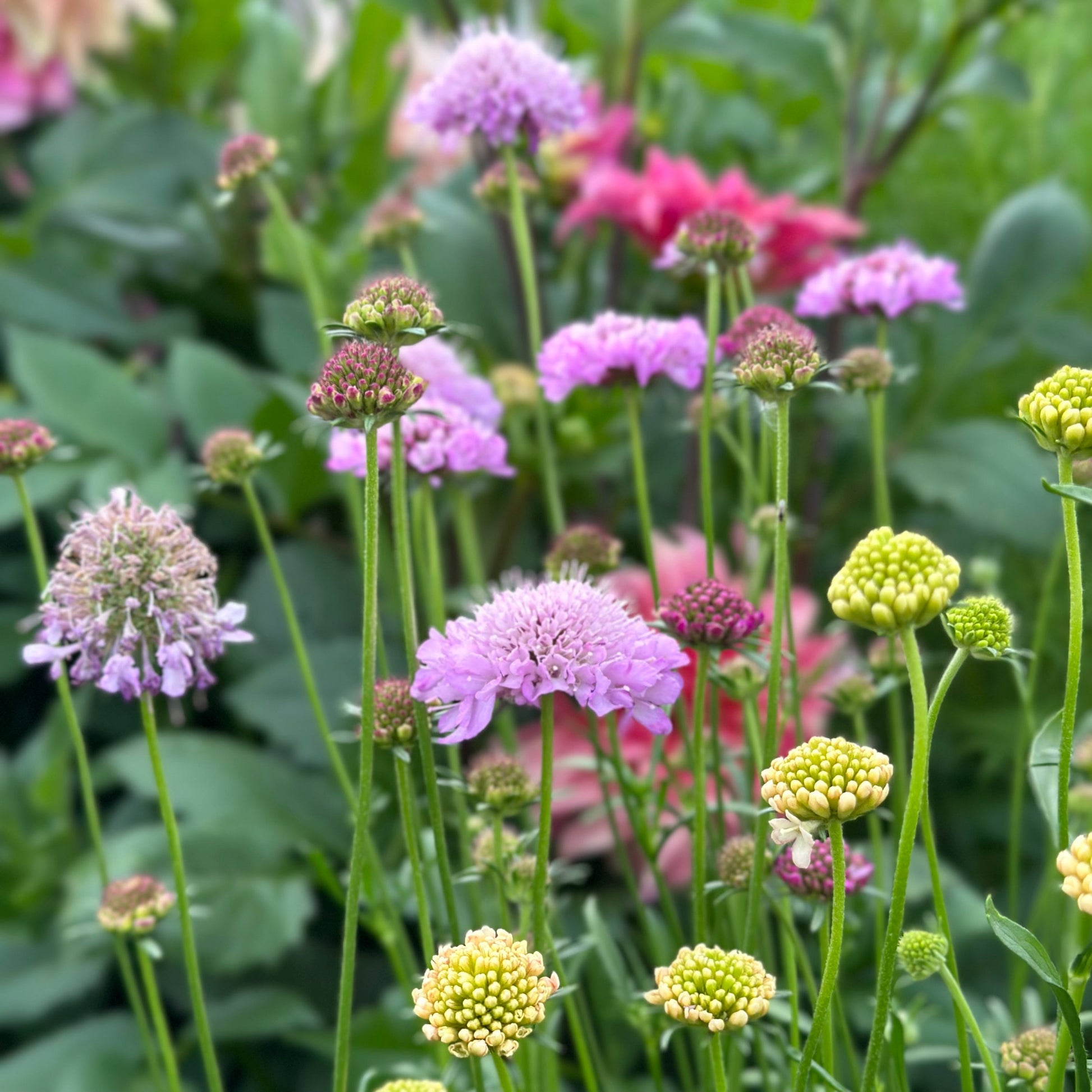 Pincushion Flower Tall Double 'Pastel Mix' Seeds - Hollyhock Hill