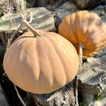 Pumpkin 'Australian Butter' Seeds - Hollyhock Hill