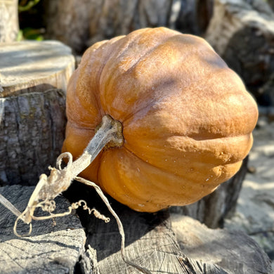 Pumpkin 'Australian Butter' Seeds - Hollyhock Hill